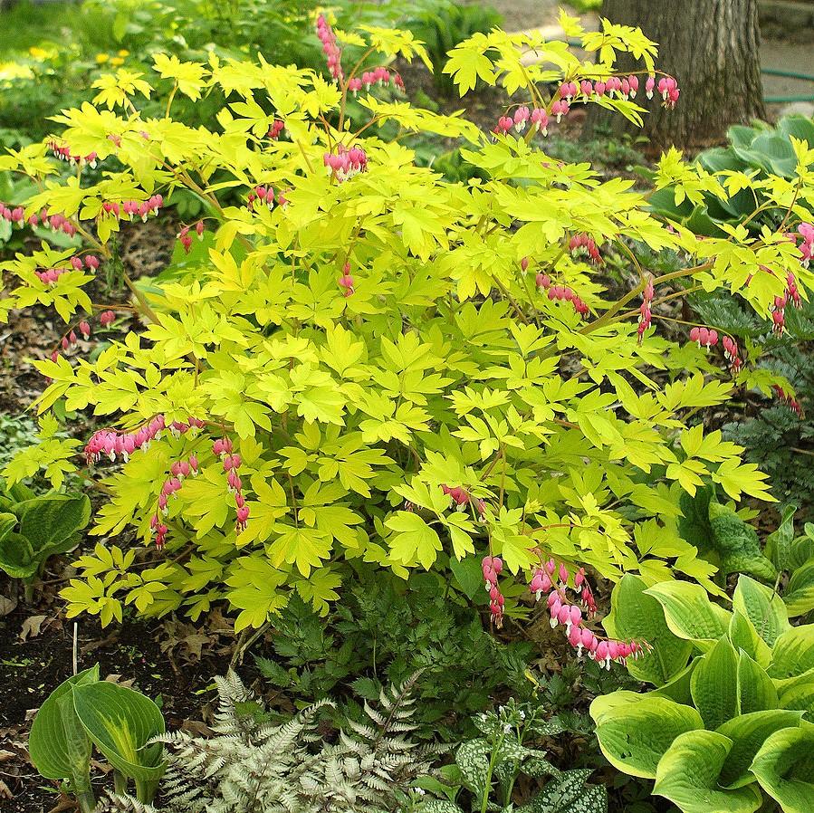 Dicentra spectabilis 'Gold Heart' ~ Gold Heart Bleeding Heart