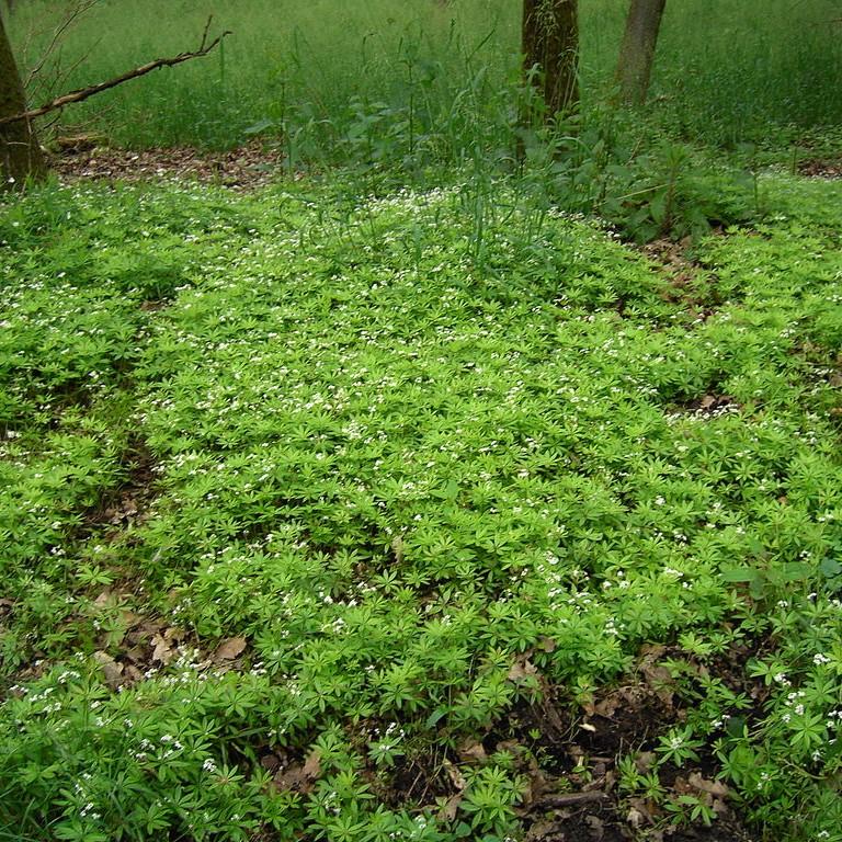 Galium odoratum ~ Sweet Woodruff