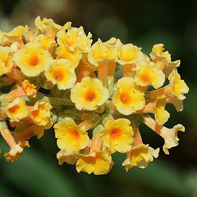 Buddleia x weyeriana 'Honeycomb' ~ Honeycomb Butterfly Bush