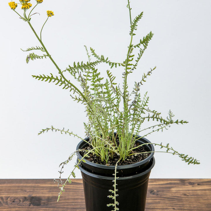 Achillea x 'Coronation Gold' ~ Coronation Gold Yarrow