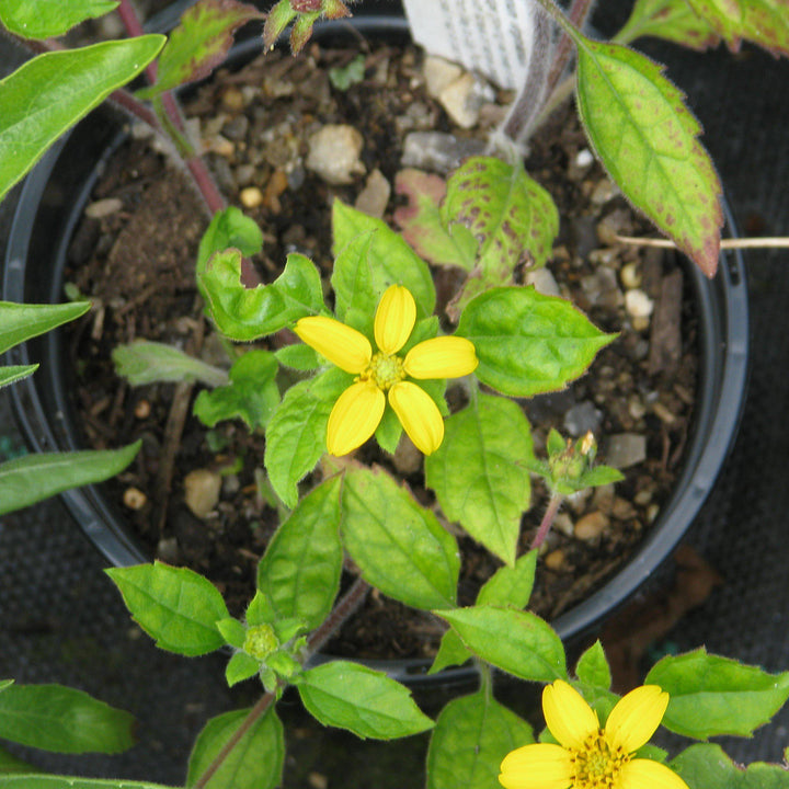 Chrysogonum virginianum ~ Green and Gold, Goldstar