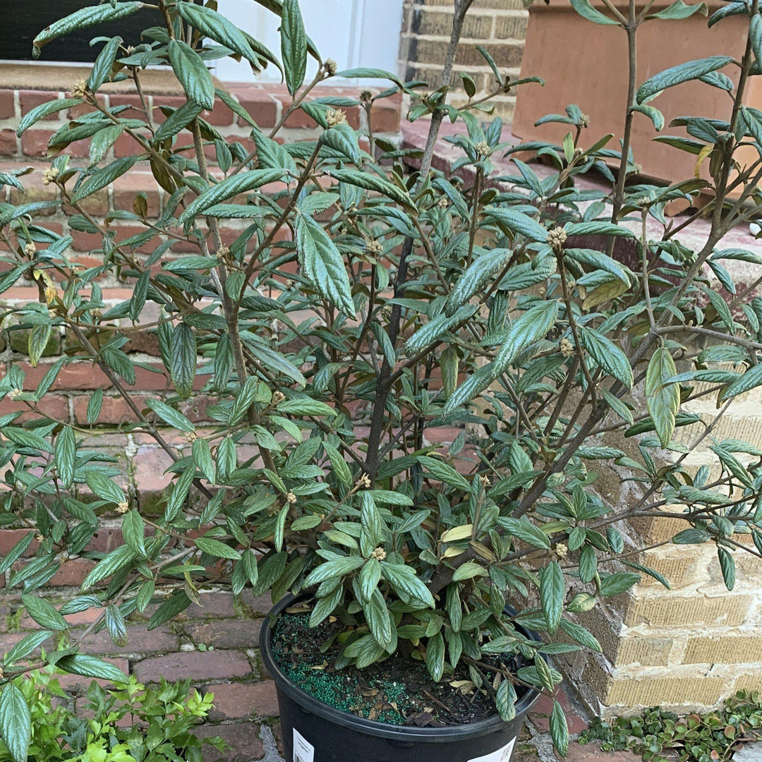 Viburnum 'Pragense' ~ Viburnum de Praga