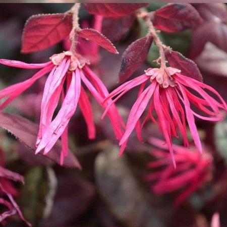 Loropetalum chinensis 'Kurenai Daiou' PP 27748 ~ Jazz Hands Bold® Fringe Flower
