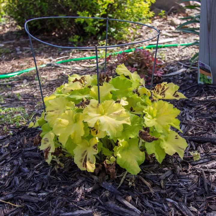 Heuchera 'Guacamole' ~ Guacamole Heuchera