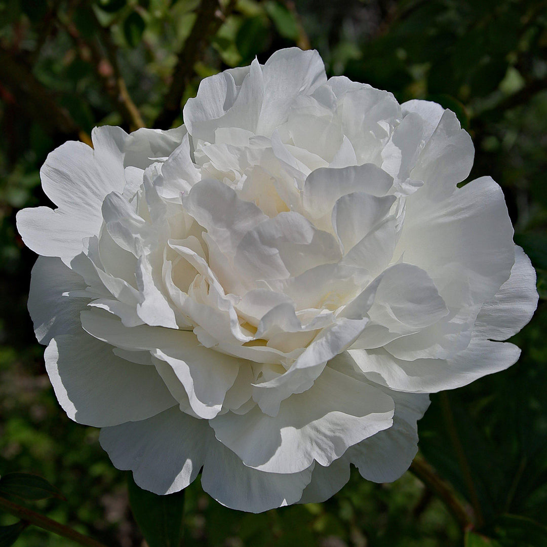 Camellia sasanqua 'Green S99-016' PP24887 ~ October Magic® Ivory™ Camellia