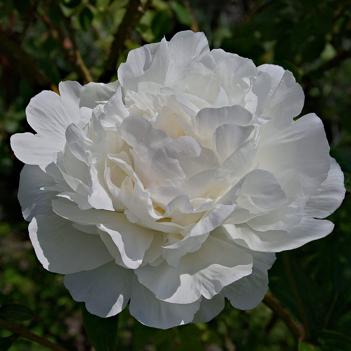 Camellia sasanqua 'Green S99-016' PP24887 ~ October Magic® Ivory™ Camellia