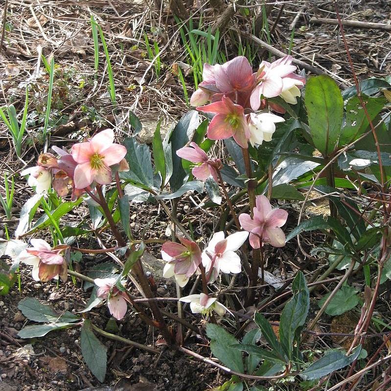 Helleborus 'Walhelivor' ~ Ivory Prince Lenten Rose