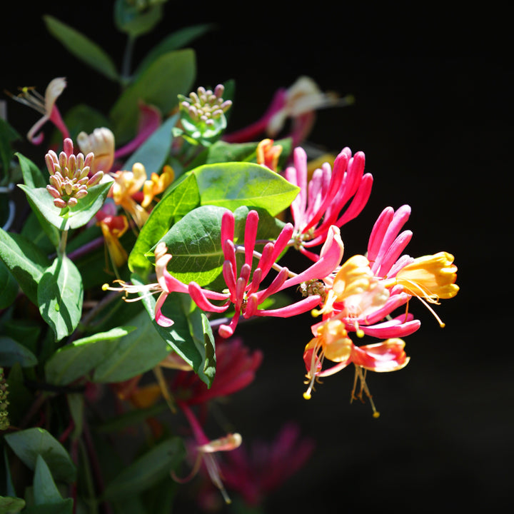 Lonicera × heckrottii 'Goldflame' ~ Goldflame Honeysuckle