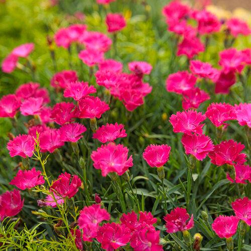 Dianthus 'Paint the Town Magenta' ~ Paint the Town Magenta Dianthus