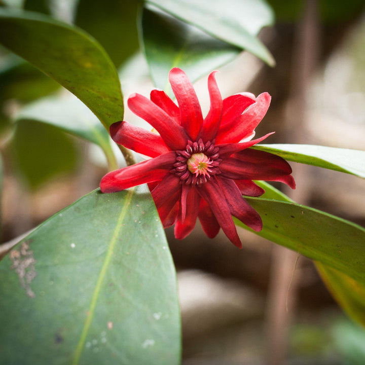 Illicium floridanum ‘JCJC’ ~ Miss Scarlett® Anise