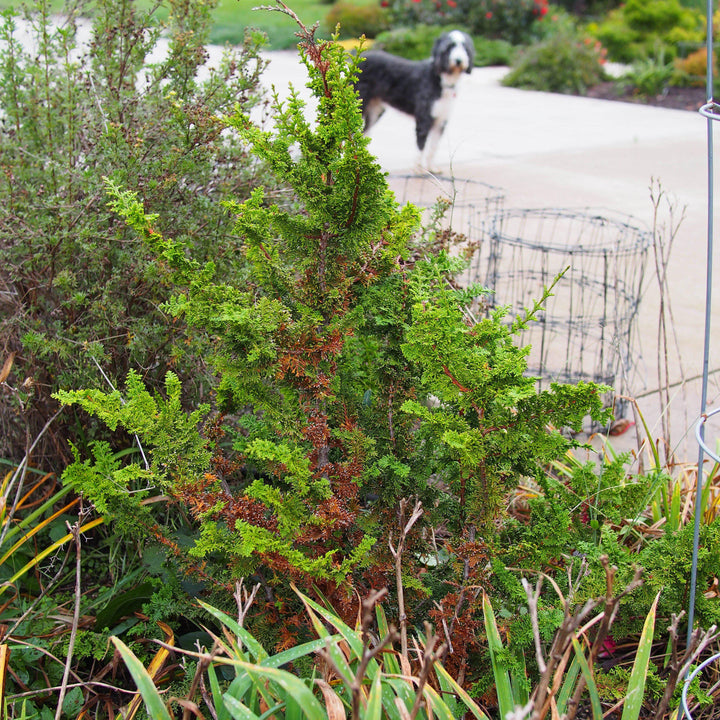 Chamaecyparis obtusa 'Filicoides' ~ Fernsprey False Cypress