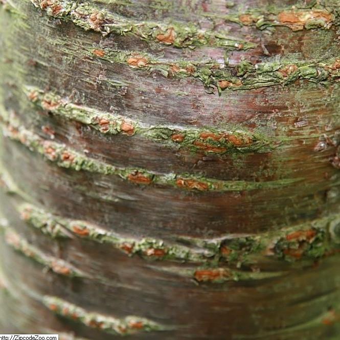 Prunus x incam 'Okame' ~ Cereza en flor Okame