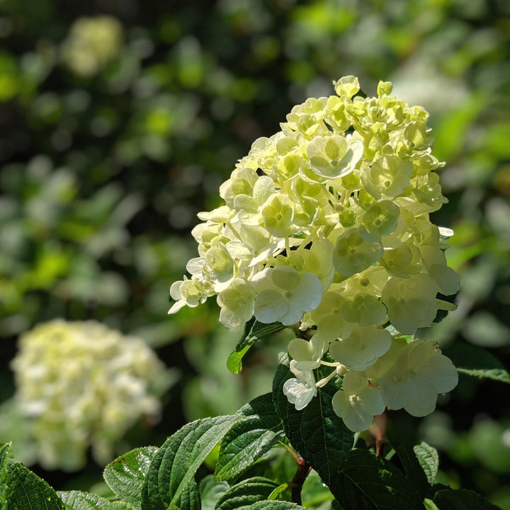 Hydrangea paniculata 'Rensun' PP 25,438 ~ First Editions® Strawberry Sundae® Hydrangea