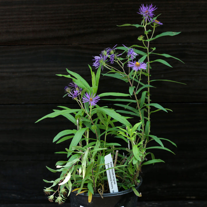 Aster novae-angliae ~ New England Aster