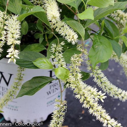 Itea virginica 'Sprich' ~ Little Henry® Sweetspire