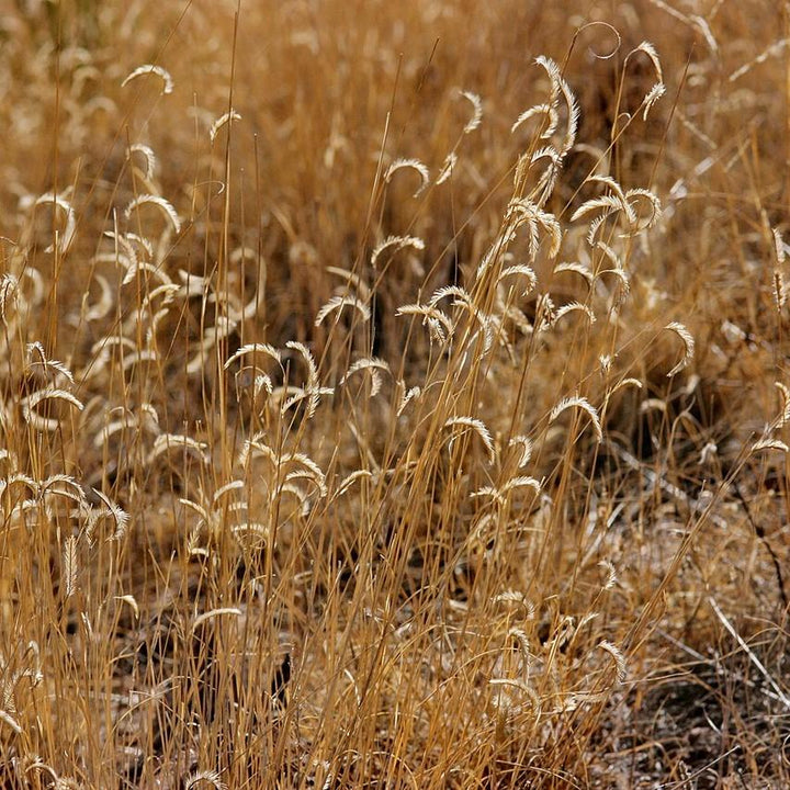 Bouteloua gracilis 'Blonde Ambition' ~ 'Blonde Ambition' Blue Grama