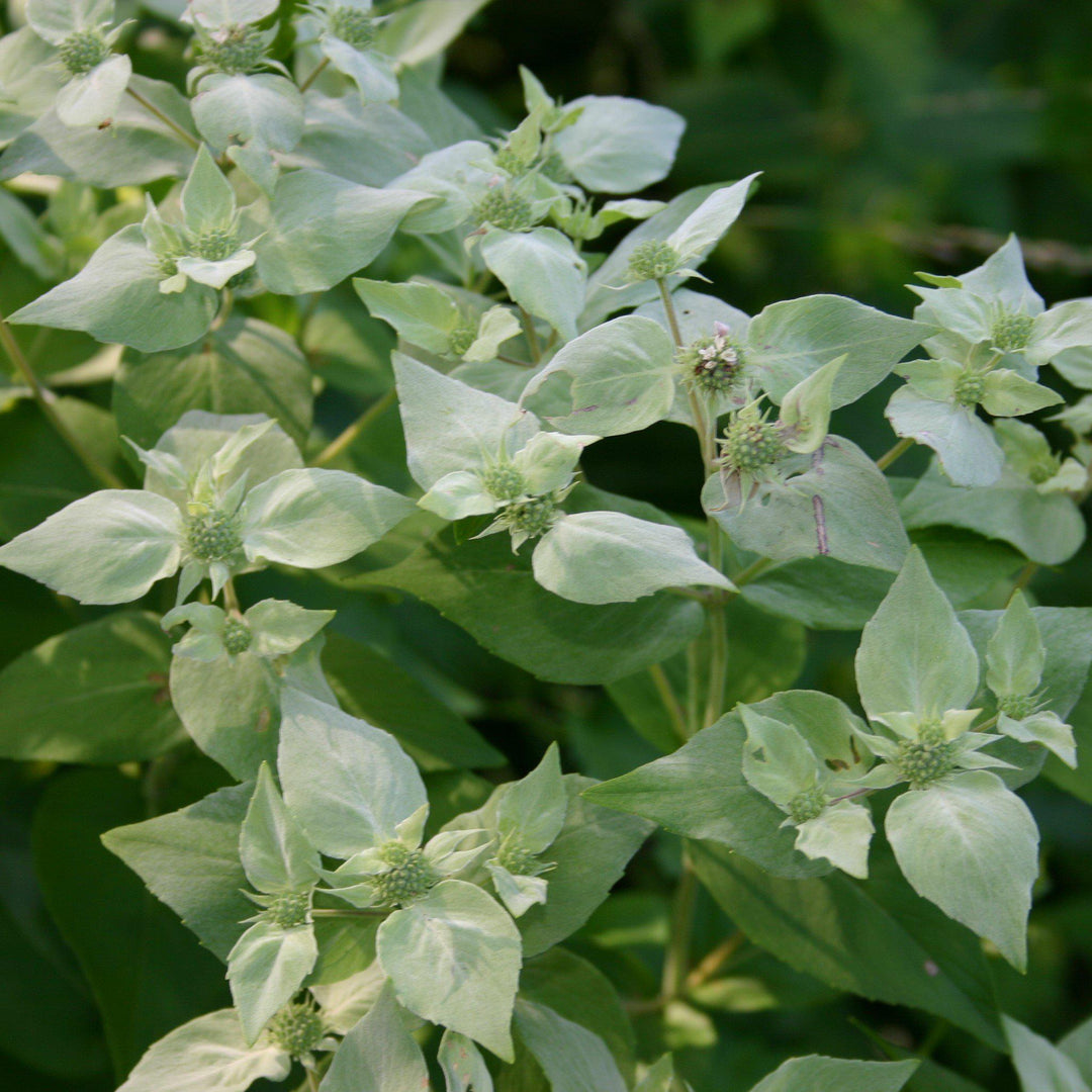 Pycnanthemum muticum ~ Mountain Mint