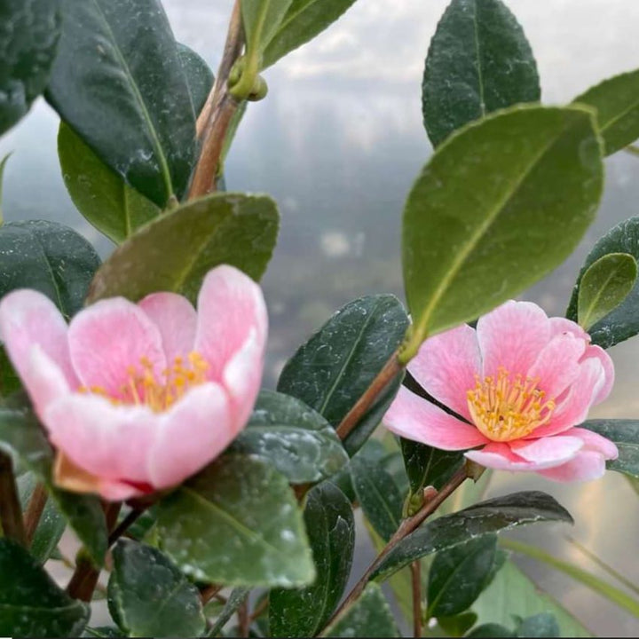 Camellia sasanqua 'Mondel' PP #21,687 ~ Pink-A-Boo®  Camellia