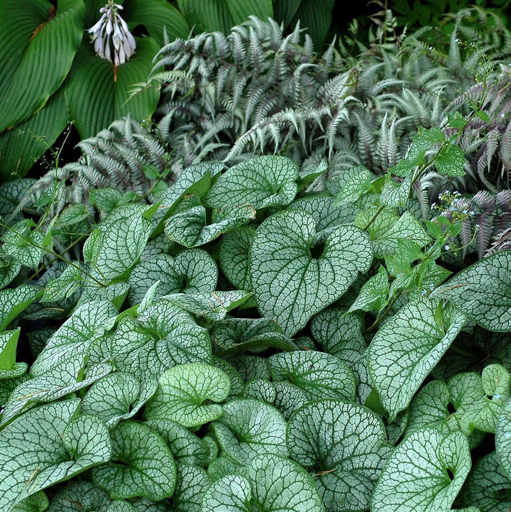 Brunnera macrophylla 'Alexander's Great' ~ Alexander's Great Siberian Bugloss