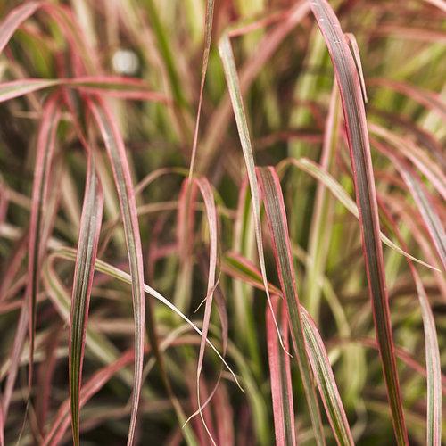 Pennisetum advena ‘Fireworks’ PP18,504  ~ Graceful Grasses® 'Fireworks' Fountain Grass