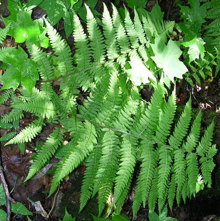 Athyrium filix-femina ~ Lady Fern