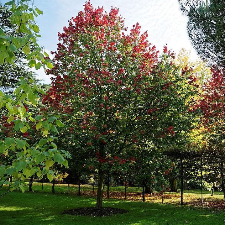 Acer rubrum 'PNI 0268' ~ October Glory® Red Maple