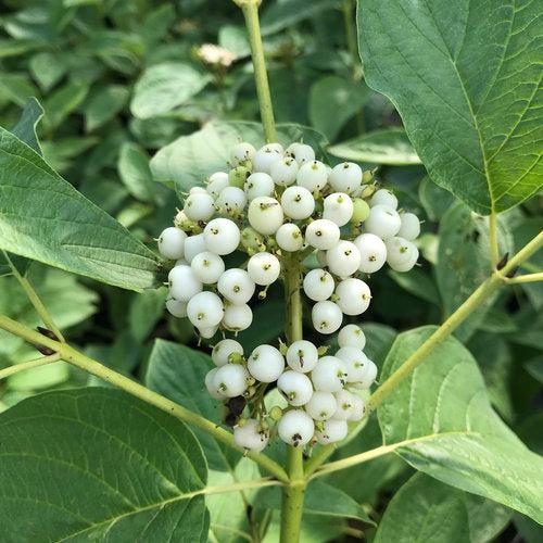 Cornus stolonifera 'SMNCSBD' ~ PW® Arctic Fire® Cornejo de ramita amarilla