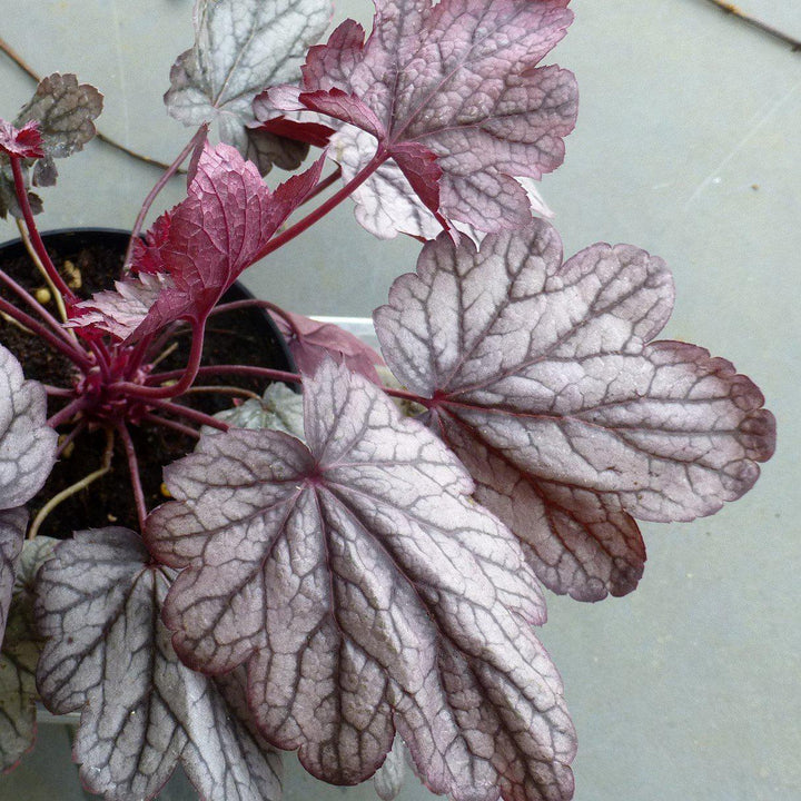 Heuchera × villosa 'Carnival Rose Granita' ~ Carnival Rose Granita Heuchera