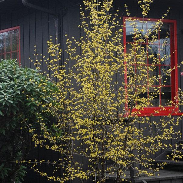 Cornus mas ~ Cornelian Cherry Dogwood