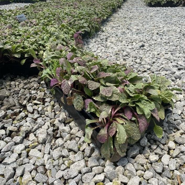 Ajuga reptans 'Burgundy Glow' ~ Burgundy Glow Bugleweed