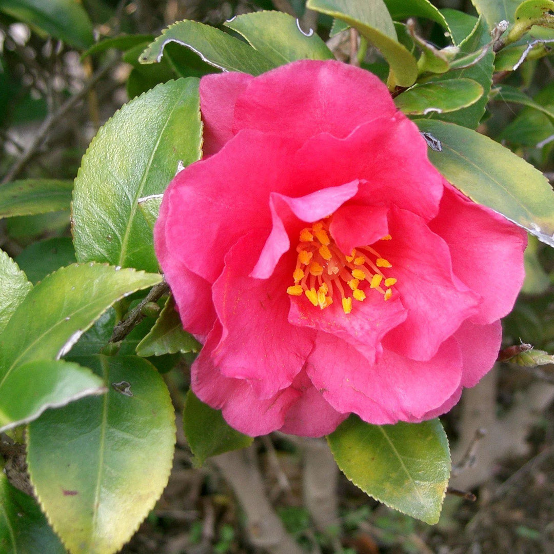 Camelia sasanqua 'Shishi Gashira' ~ Shishi Gashira Camelia