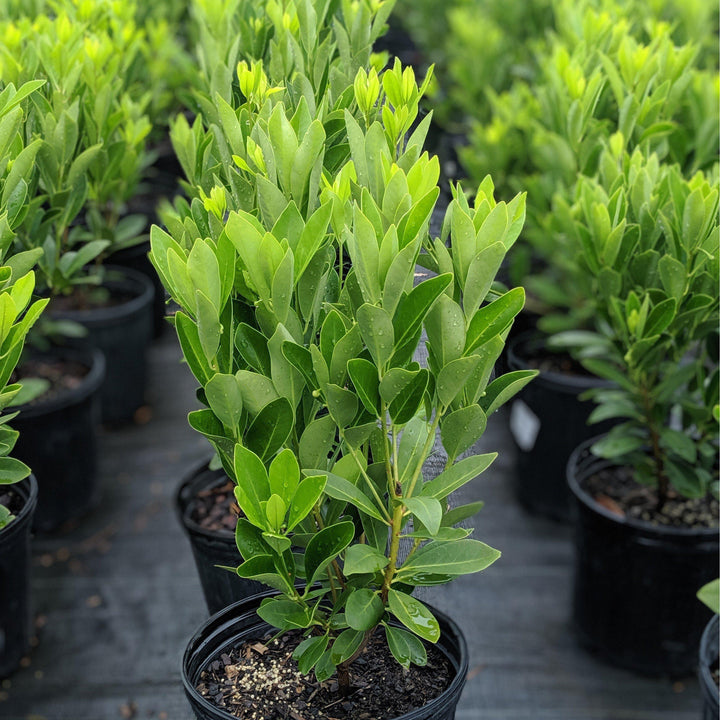 Illicium parviflorum 'Florida Sunshine' ~ Florida Sunshine Anise