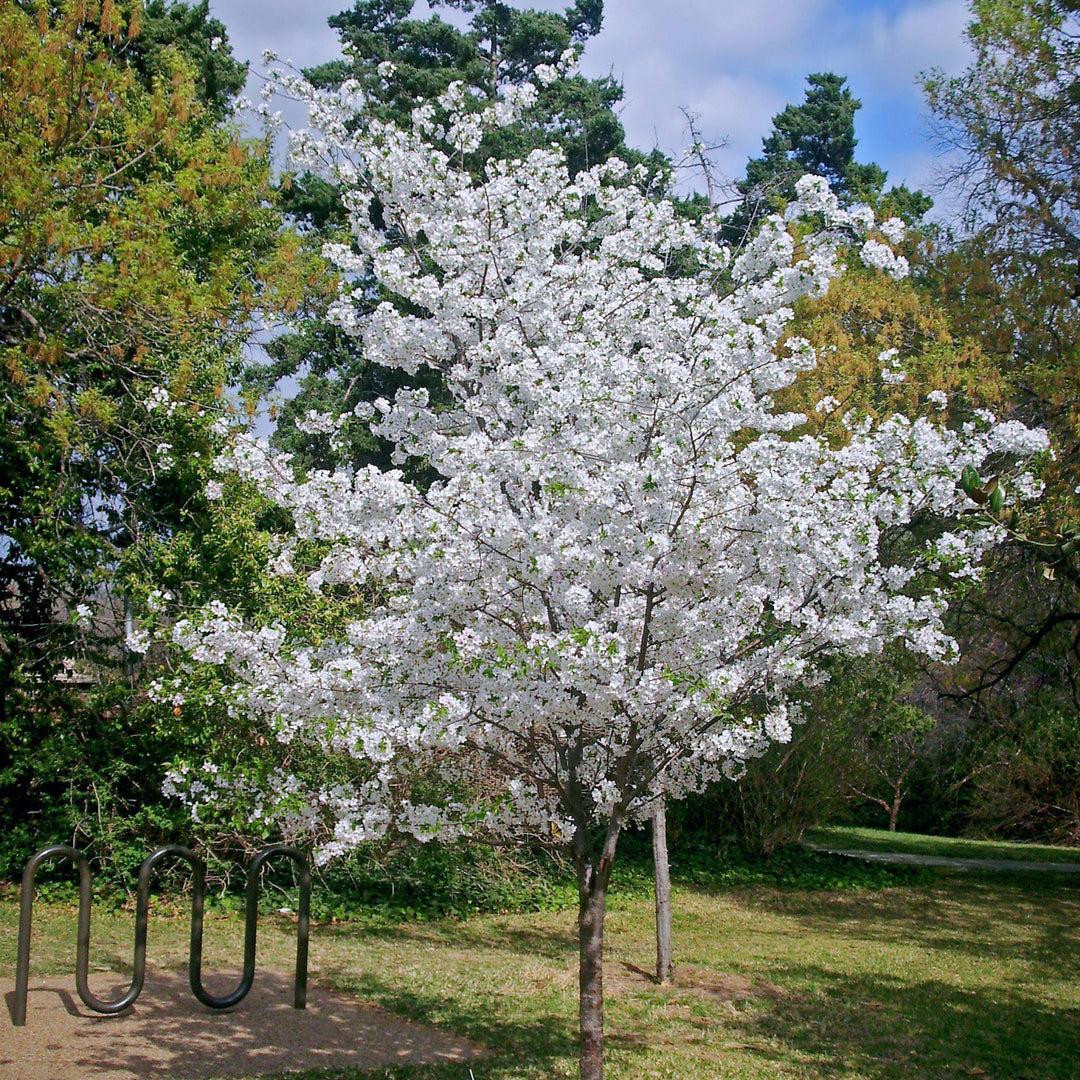 Prunus x Yedoensis ~ Yoshino Flowering Cherry