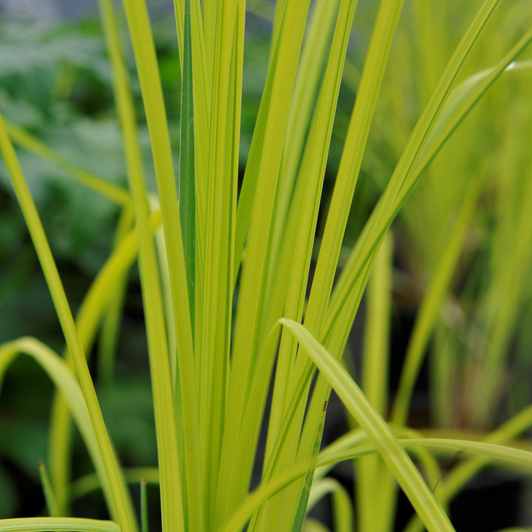 Carex elata 'Bowles Golden' ~ Bowles Golden Tufted Sedge