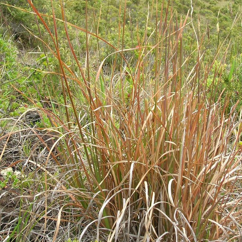 Andropogon virginicus ~ Broomsedge, Yellow Bluestem