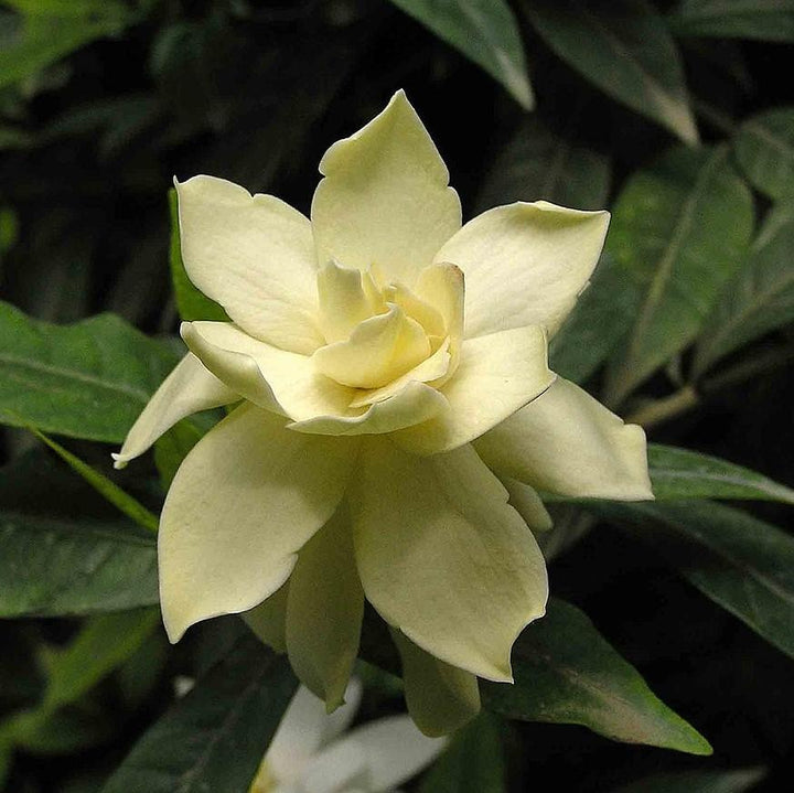 Gardenia jasminoides 'Frost Proof' ~ Frost Proof Gardenia