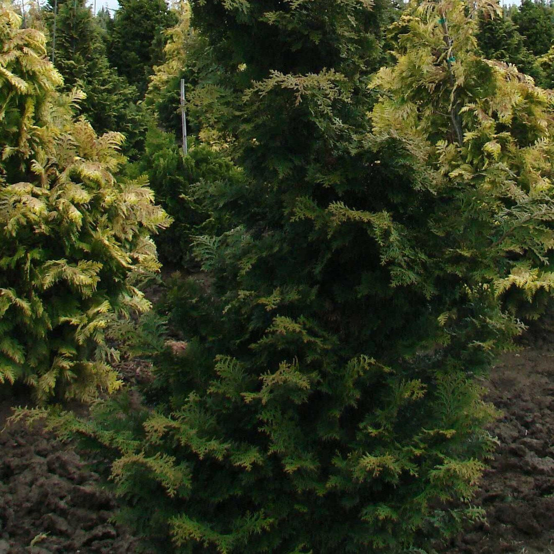 Chamaecyparis obtusa 'Wells Special' ~ Wells Special Hinoki