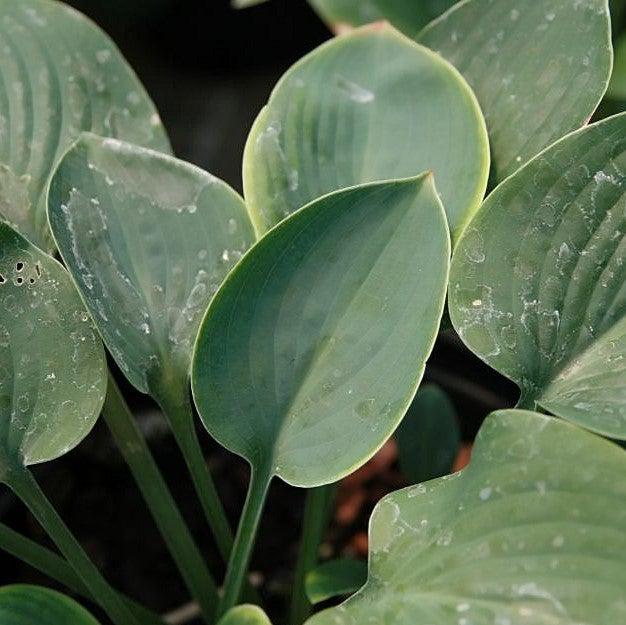 Hosta x 'Blue Cadet' ~ Blue Cadet Hosta