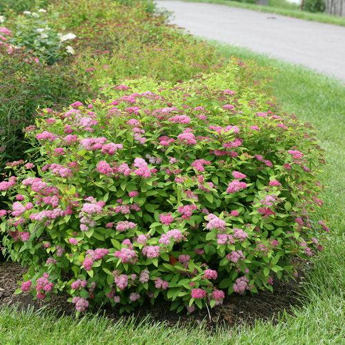 Spiraea x 'Tracy' USPP 21,588 ~ Double Play® Big Bang Spirea