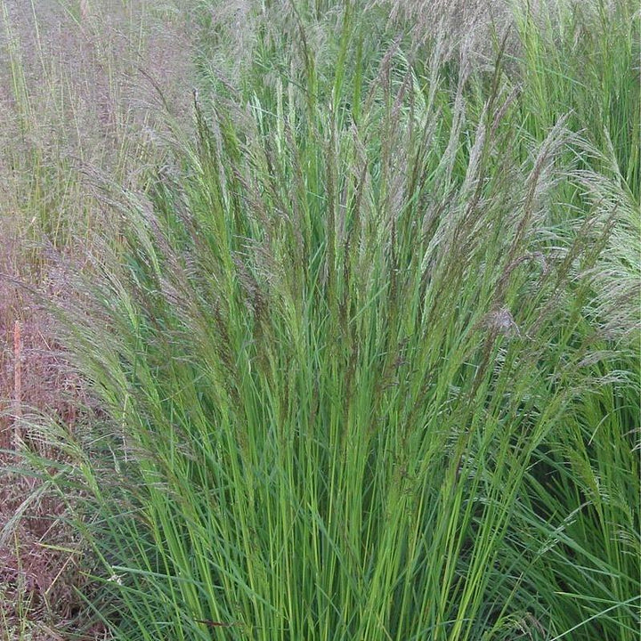 Deschampsia cespitosa ~ Pasto copetudo