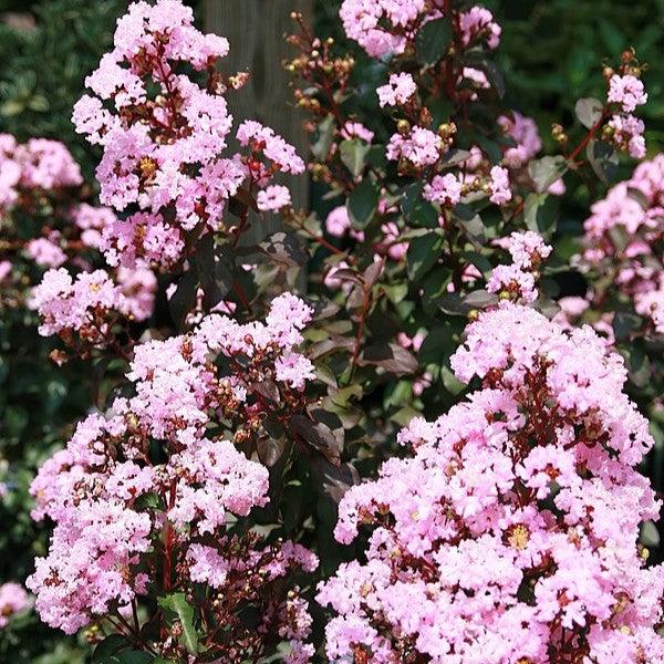 Lagerstroemia 'Whit VIII' ~  Play It Again® Rhapsody in Pink® Crape Myrtle