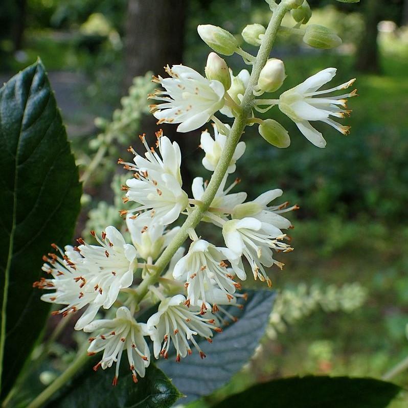 Clethra alnifolia 'Colibrí' ~ Colibrí Summersweet