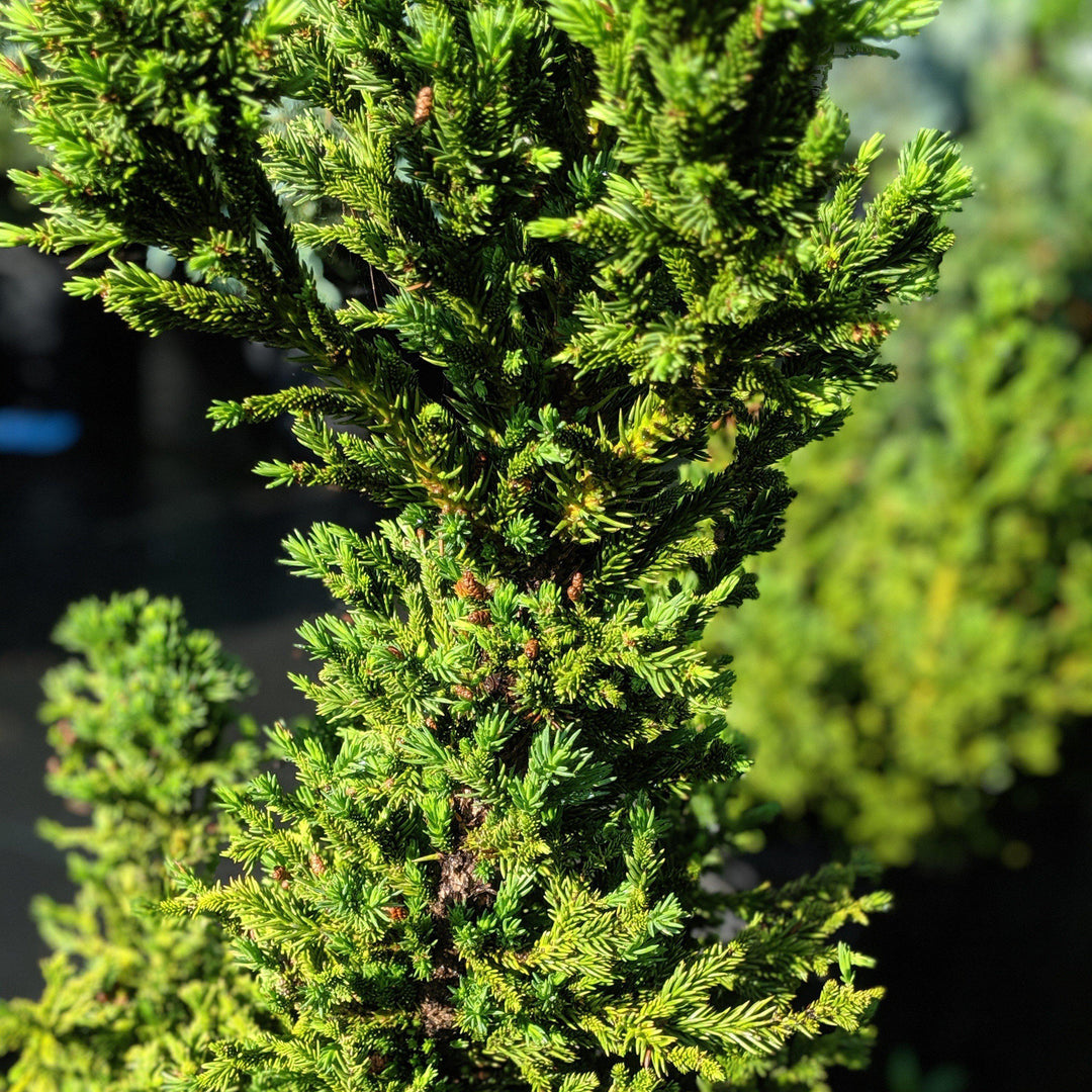 Cryptomeria japonica 'Black Dragon' ~ Black Dragon Japanese Cedar