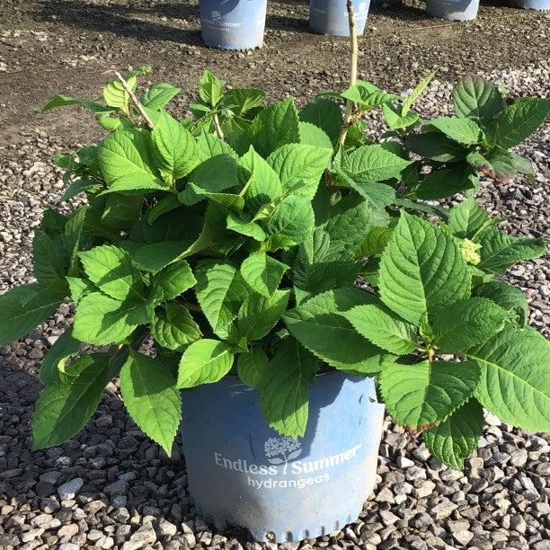 Hydrangea macrophylla 'PIIHM-I' ~ Endless Summer® Twist N Shout™ Hydrangea