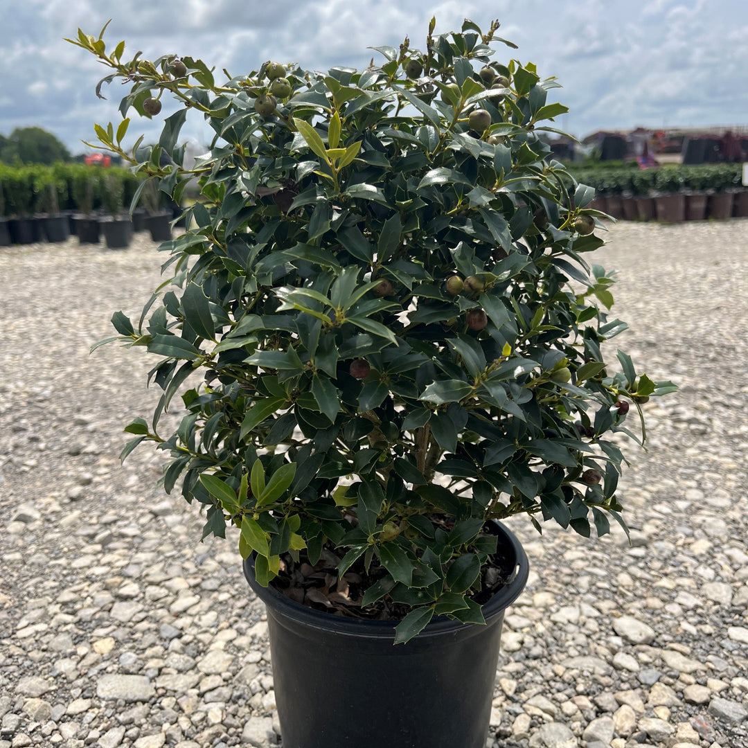 Ilex opaca x 'HL10-90' ~ Christmas Jewel® Holly