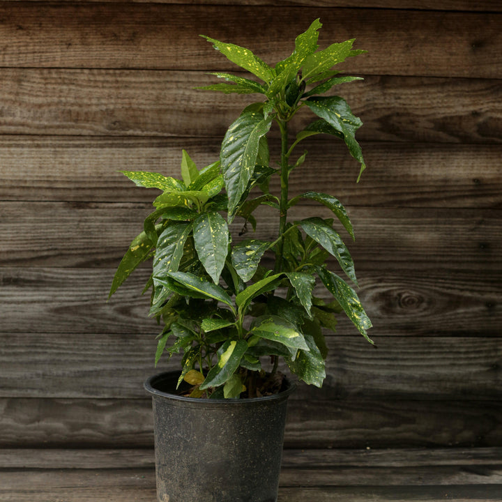 Aucuba japonica 'Mr. Goldstrike' ~ Mr. Goldstrike Aucuba