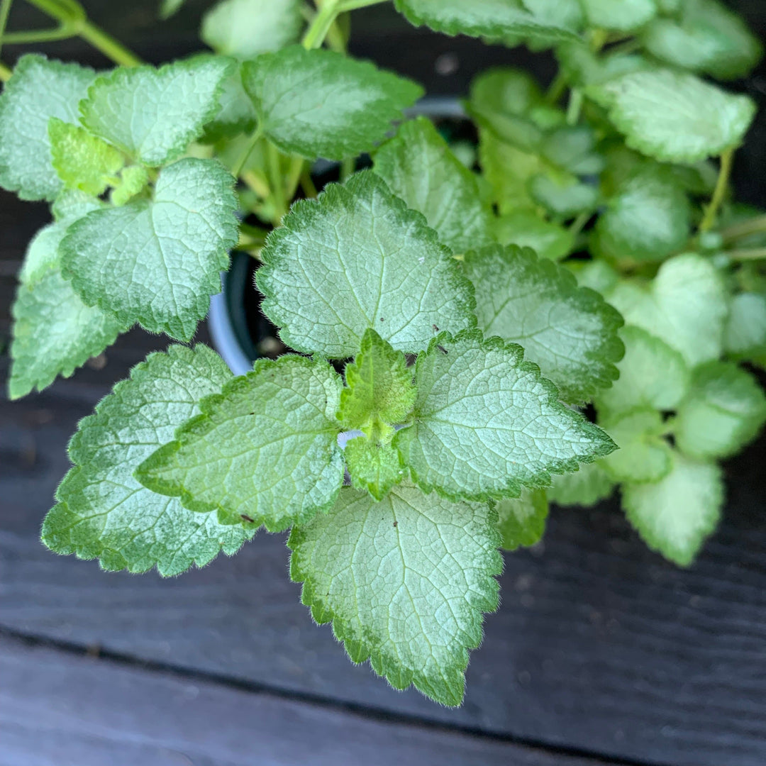 Lamium maculatum 'Beacon Silver' ~ Beacon Silver Deadnettle