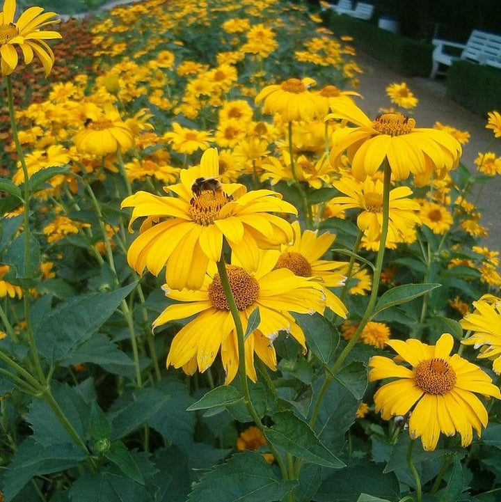 Heliopsis helianthoides var. scabra 'Sommersonne' ~ Summer Sun False Sunflower