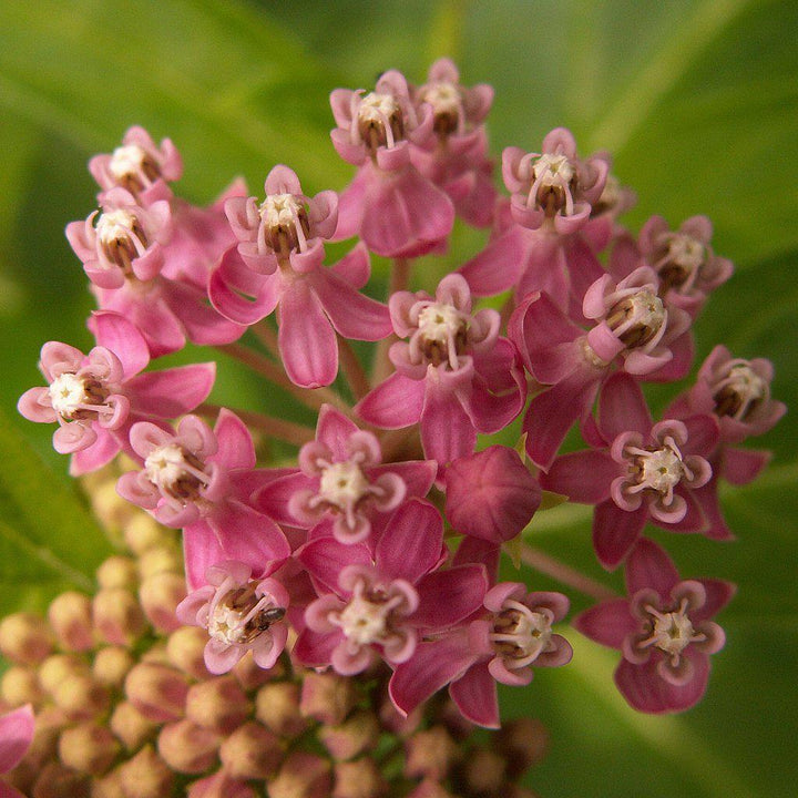 Asclepias incarnata ~ Swamp Milkweed, Rose Milkweed