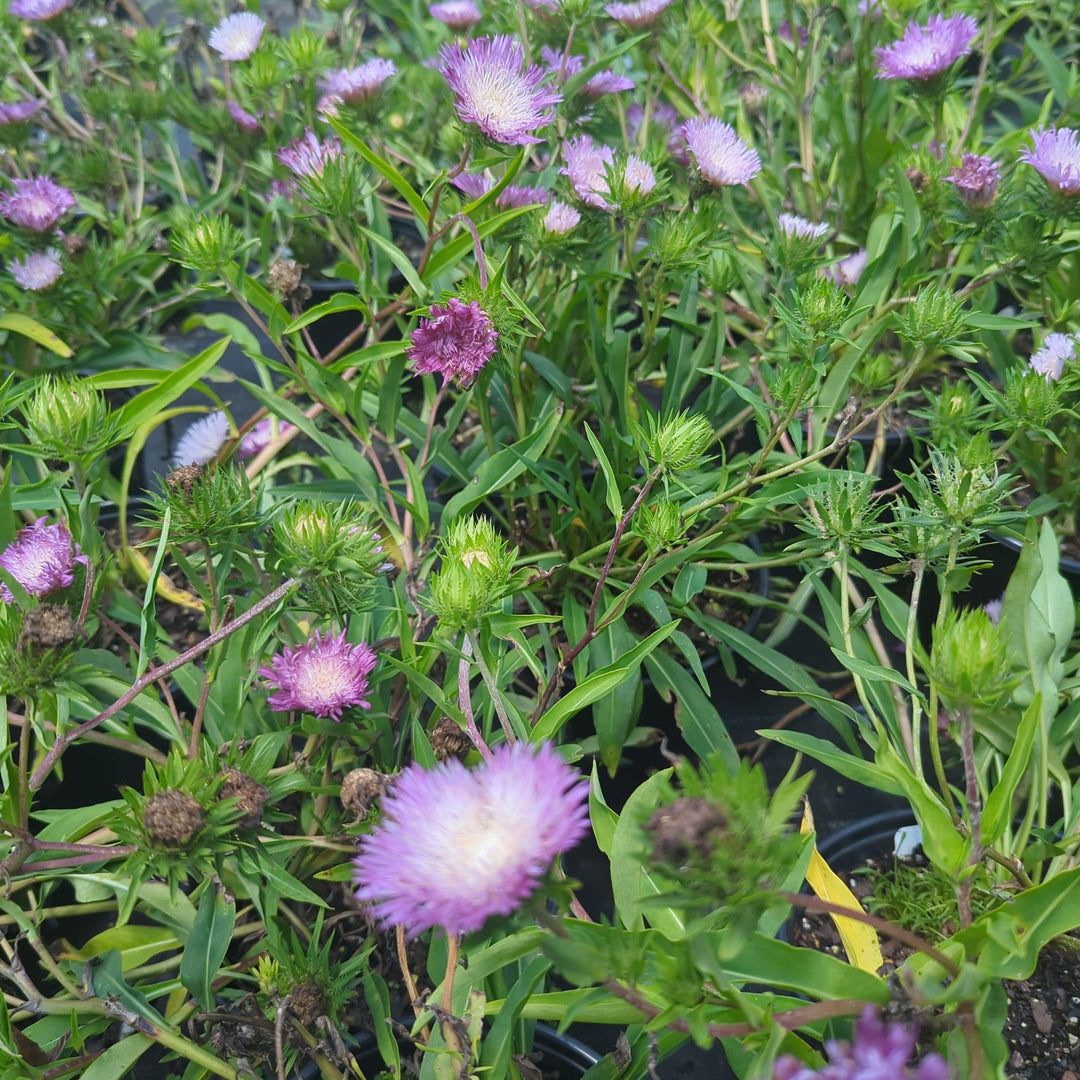 Stokesia laevis 'Colorwheel' ~ Colorwheel Stoke's Aster